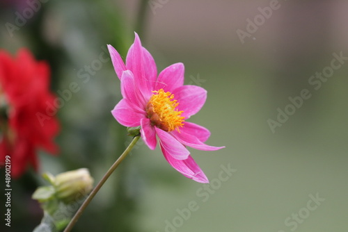 pink flower