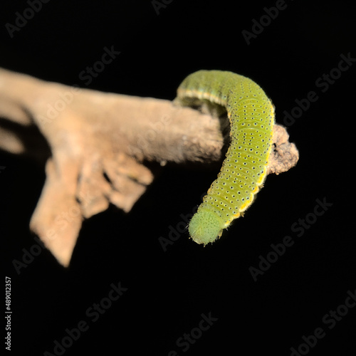 Caterpillar on a twig