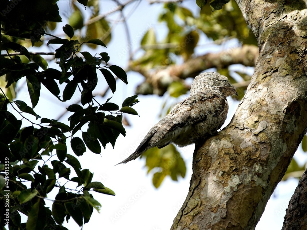 The common potoo, or poor-me-ones (Nyctibius griseus), or urutau is one of seven species within the genus Nyctibius. Amazon rainforest, Brazil.
The common potoo, or poor-me-ones (Nyctibius griseus), or urutau is one of seven species within the genus Nyctibius. Amazon rainforest, Brazil.