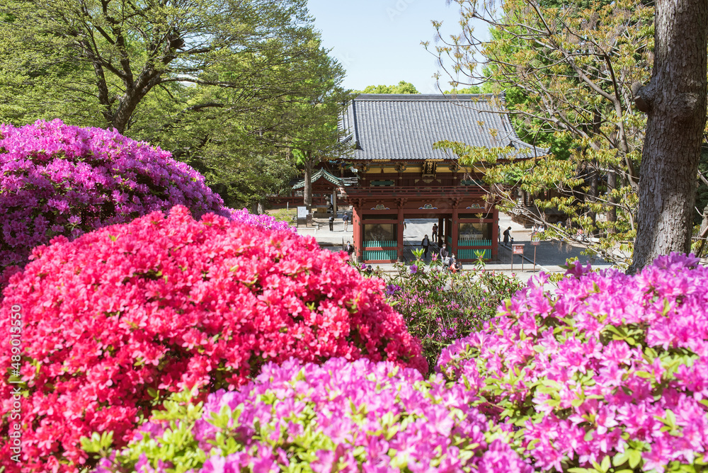 Wooden gate and azalea flowers at Nezu Shrine in Tokyo, Japan　東京・根津神社の楼門とツツジの花