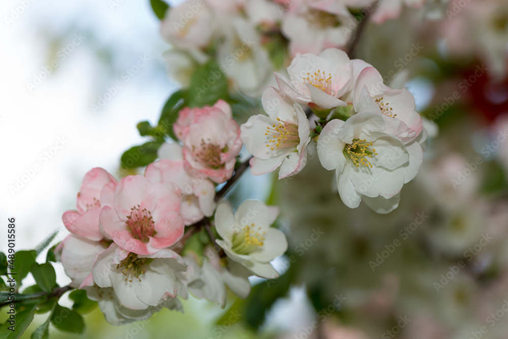dainty, delicate pink/white Chaenomeles blossoms