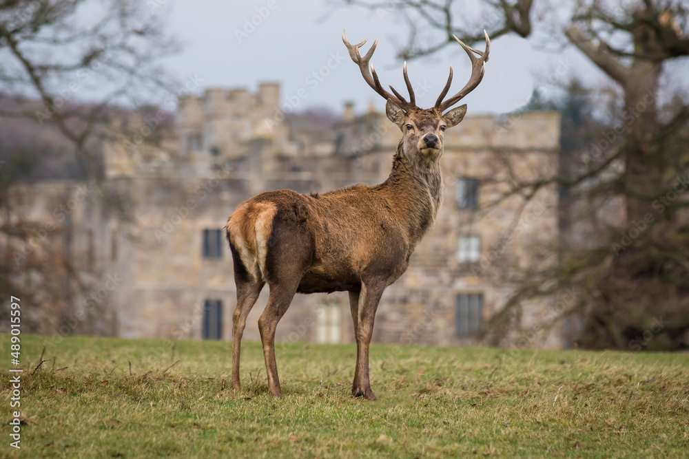Obraz premium Red stag standing proud looking at the camera, isolated against a building