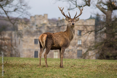 Red stag standing proud looking at the camera  isolated against a building