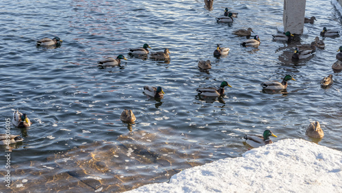 Waterfowl ducks and drakes on a winter river near open water in the city. A flock of ducks in the cold water.