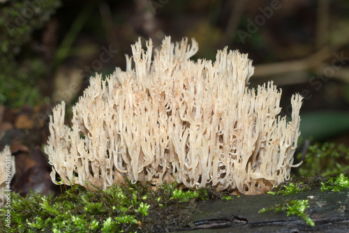 Conditionally edible mushroom horned comb, genus clavulina.