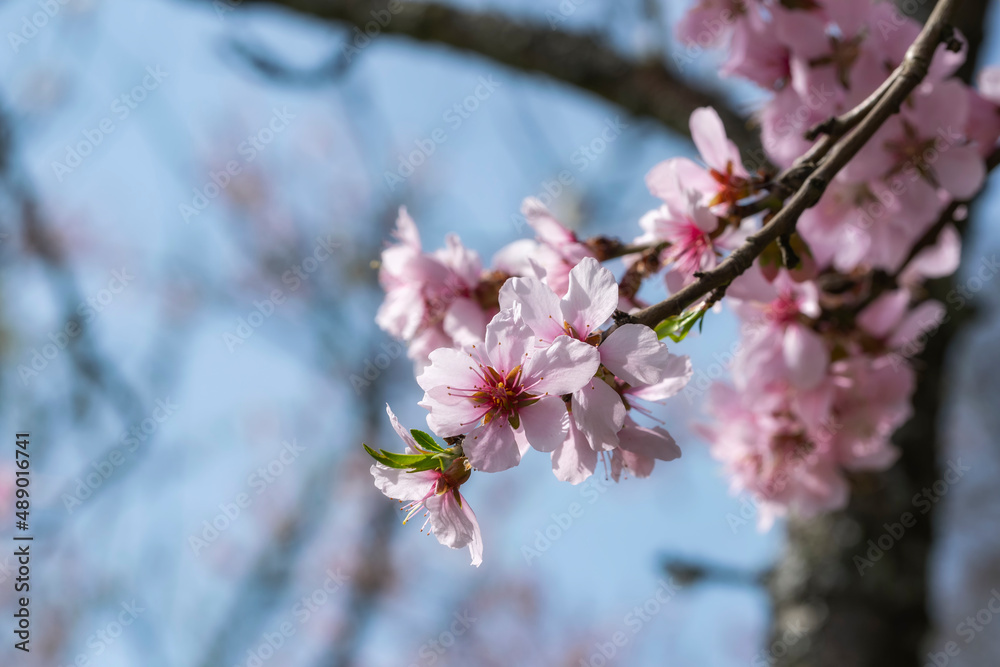 A branch with beautiful almond blossoms near Johannisberg/Germany in the Rheingau A branch with beautiful almond blossoms near Johannisberg/Germany in the Rheingau