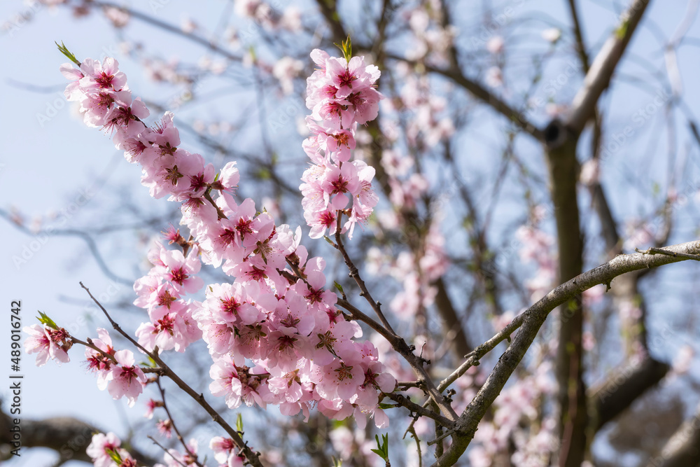 A branch with beautiful almond blossoms near Johannisberg/Germany in the Rheingau 