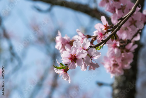 A branch with beautiful almond blossoms near Johannisberg/Germany in the Rheingau 