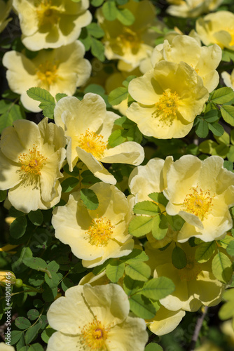yellow flowers in sunlight