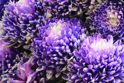 Fototapeta Naklejka Na Ścianę i Meble -  Chrysanthemum flower,close-up of purple with blue Chrysanthemum flowers in full bloom in the garden
