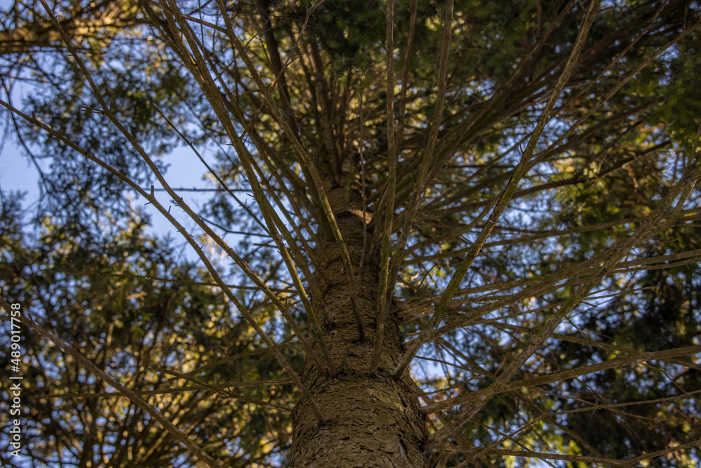 Obraz premium Bottom view of a fir tree with many branches growing up in a dense forest