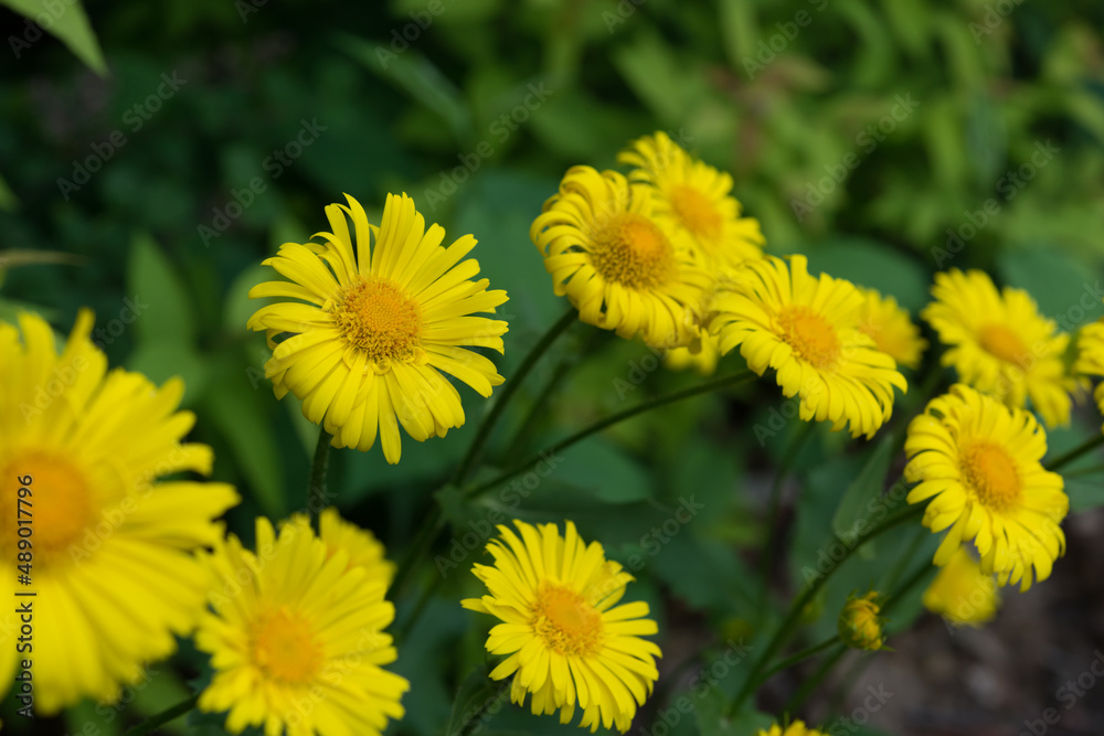 yellow asters on a green background yellow asters on a green background