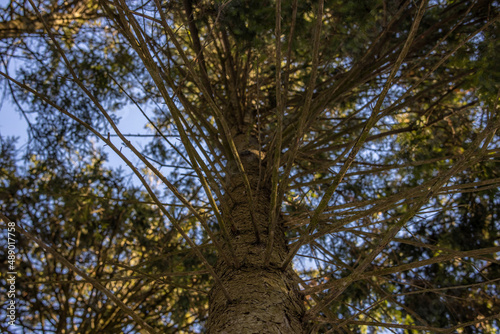 Bottom view of a fir tree with many branches growing up in a dense forest