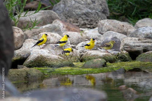 Birds - American Goldfinch, Seven Bends State Park, Virginia