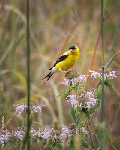Birds - American Goldfinch, Seven Bends State Park, Virginia