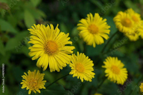 yellow daisy flowers