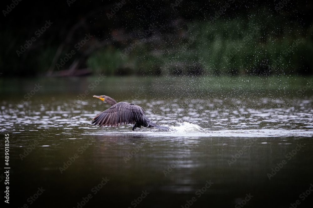 Fototapeta premium Double Crested Cormorant on Reelfoot lake in Tennessee during the summer