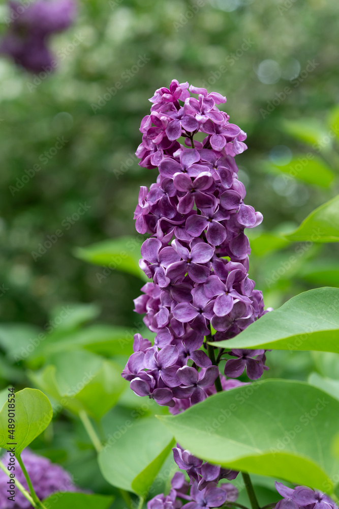 Syringa vulgaris or common lilac blossom with space