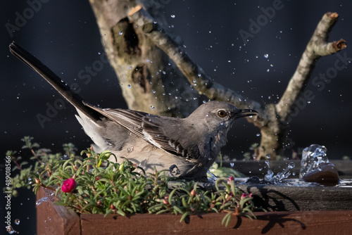 Mocking Bird on Reelfoot lake in Tennessee during the summer