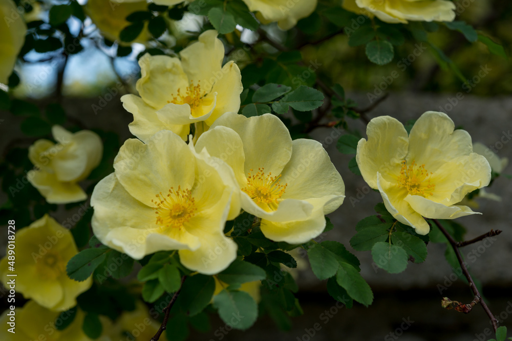 Fototapeta premium yellow flowers on a bush