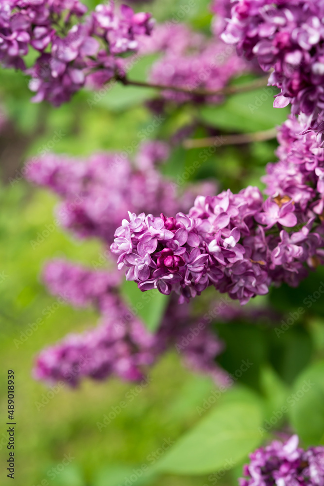 lilac bush with robust violet blossoms 