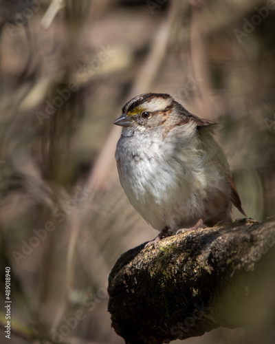 White Throated Sparrow - Gadwall, Wheeler National Wildlife Refuge, Alabama
