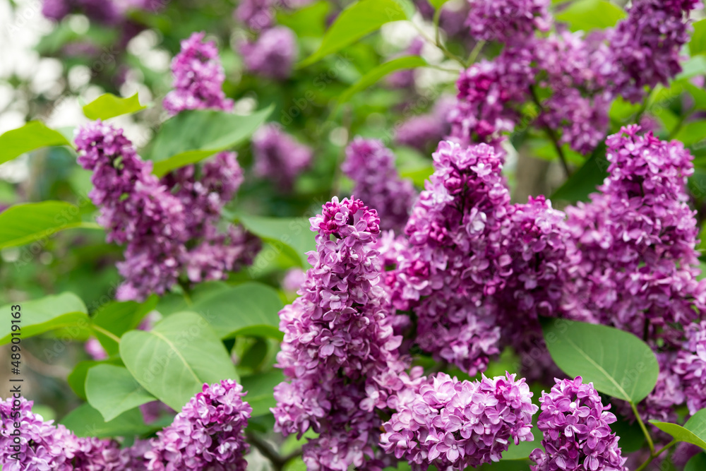 several violet pink Syringa vulgaris or common lilac in the park several violet pink Syringa vulgaris or common lilac in the park
