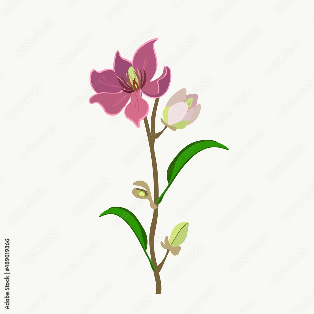 Beautiful Flower, Illustration of Wine Magnolia Flower or Magnolia Figo Flowers with Green Leaves on A Branch.
