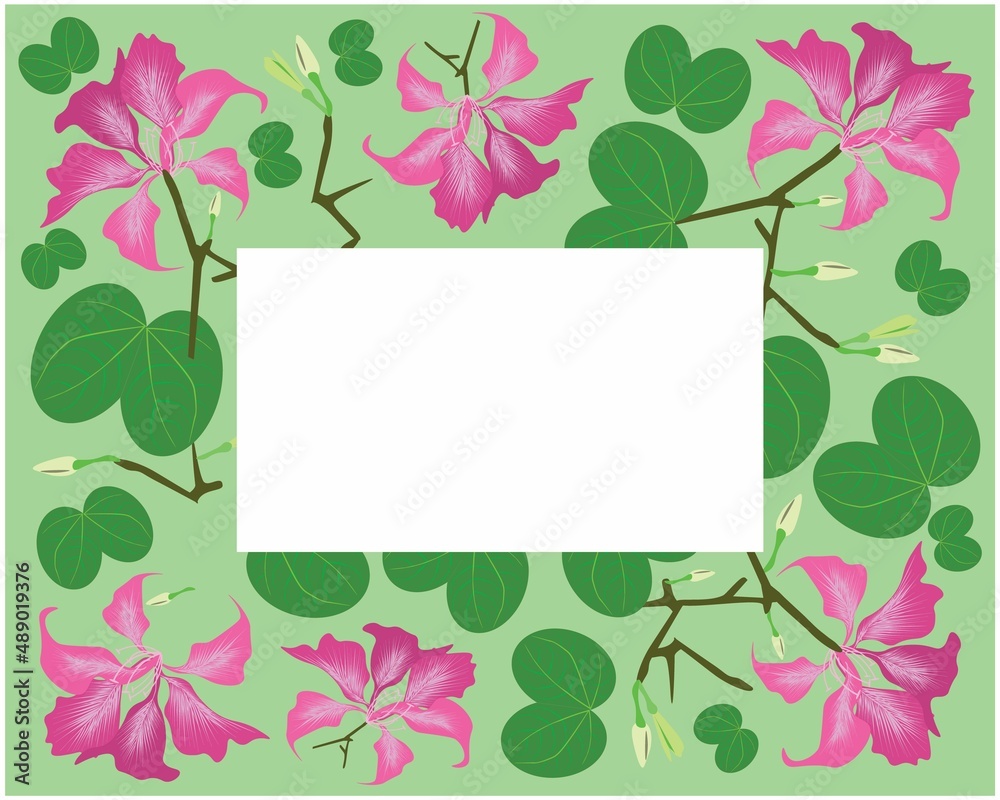 Beautiful Flower, Illustration Frame of Pink Bauhinia Purpurea or Pink Orchid Tree with Green Leaves.
