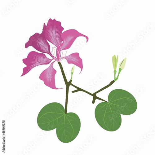Beautiful Flower, Illustration of Pink Bauhinia Purpurea or Pink Orchid Tree with Green Leaves Isolated on White Background.
