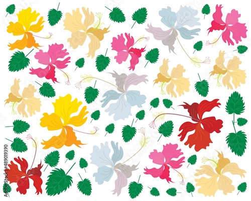 Beautiful Flower, Illustration Background of Fresh Colorful Hibiscus Flowers, Rose Mallow or Bunga Raya Isolated on A White Background.
