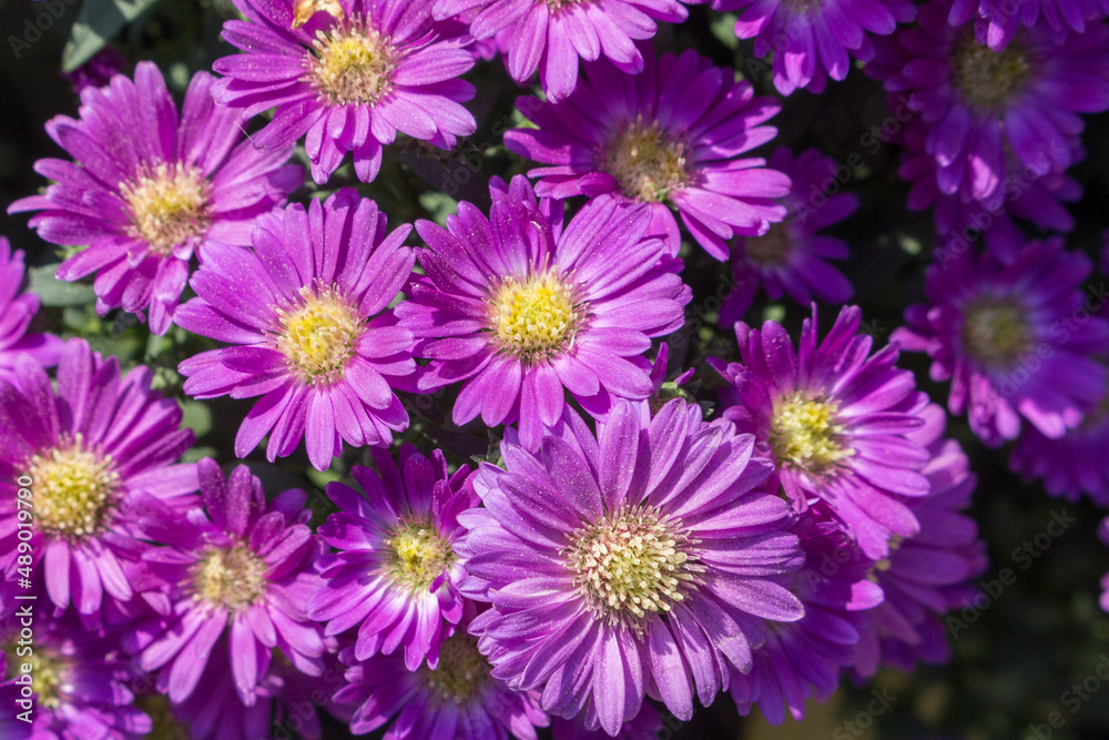 lilac chrysanthemum bush blooms in the garden, close-up, sunny day lilac chrysanthemum bush blooms in the garden, close-up, sunny day