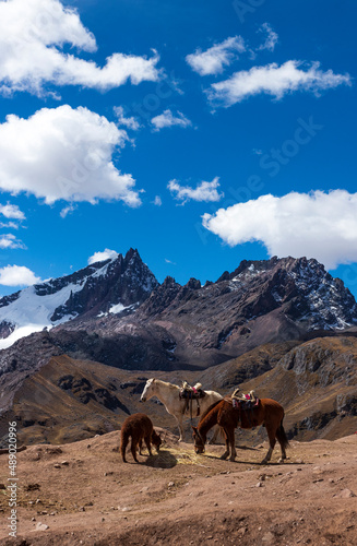 Horse and the summit