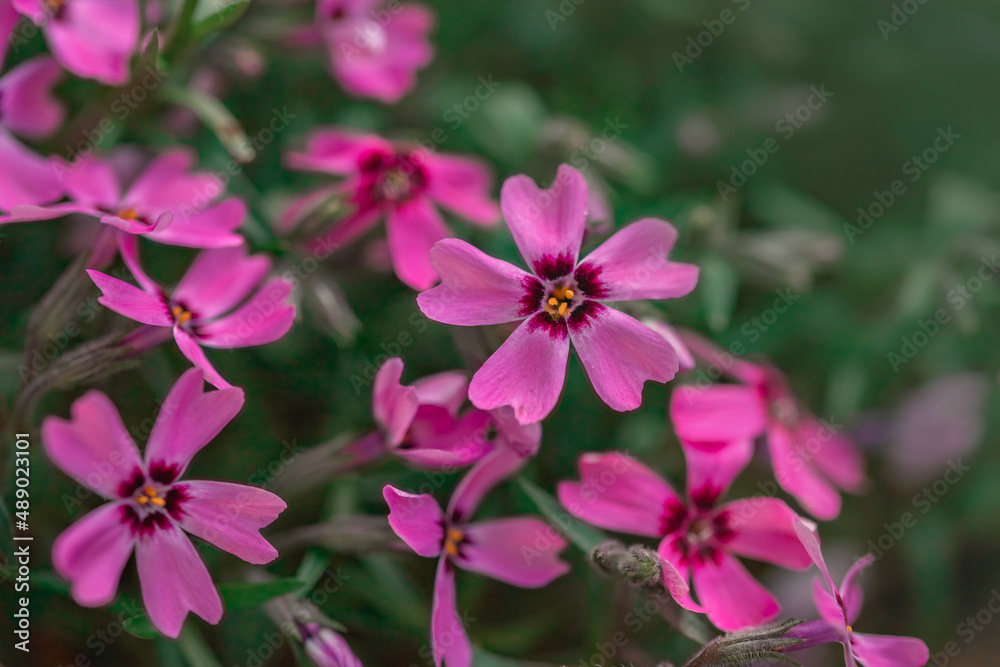 Macro photo nature lilac wild Phlox subulata flower. Texture background blooming Phlox subulata wildflower. The image of a plant blooming lilac purple Phlox subulata