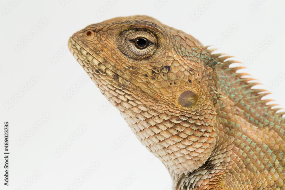 The oriental garden lizard Calotes versicolor isolated on white background

