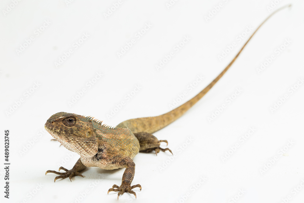 Fototapeta premium The oriental garden lizard Calotes versicolor isolated on white background 