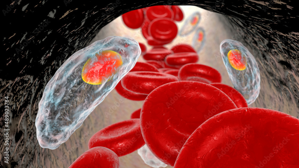 Fototapeta premium Parasitic protozoans Toxoplasma gondii in the bloodstream