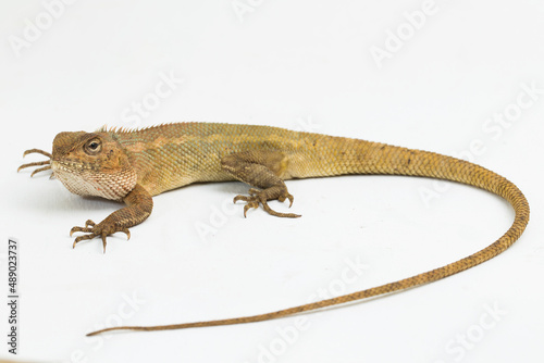 The oriental garden lizard Calotes versicolor isolated on white background
