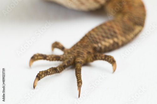 The oriental garden lizard Calotes versicolor isolated on white background 