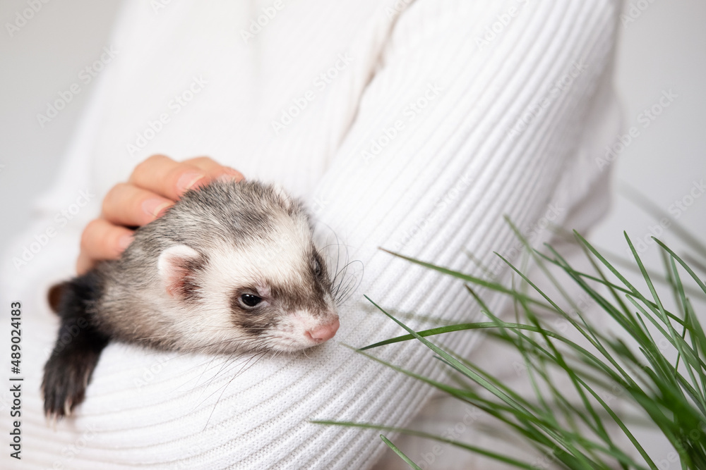 Ferret pet on a white background, isolated.