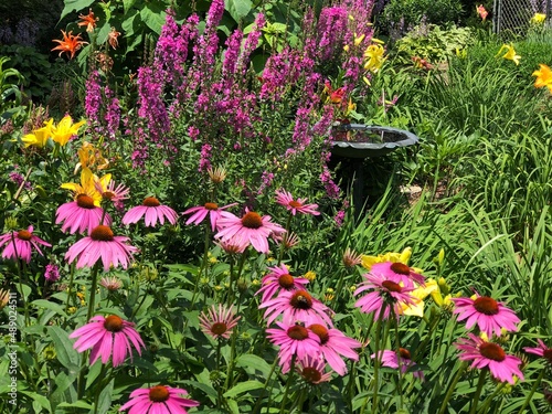 Wallpaper Mural Flower Gardens and Daylilies Torontodigital.ca