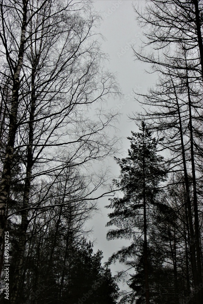 trees in the fog trees in the fog