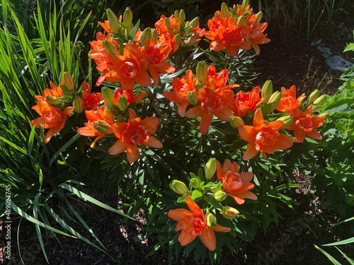 Flowers and Daylilies