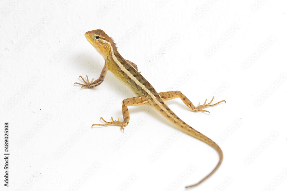 Fototapeta premium The oriental garden lizard Calotes versicolor isolated on white background 