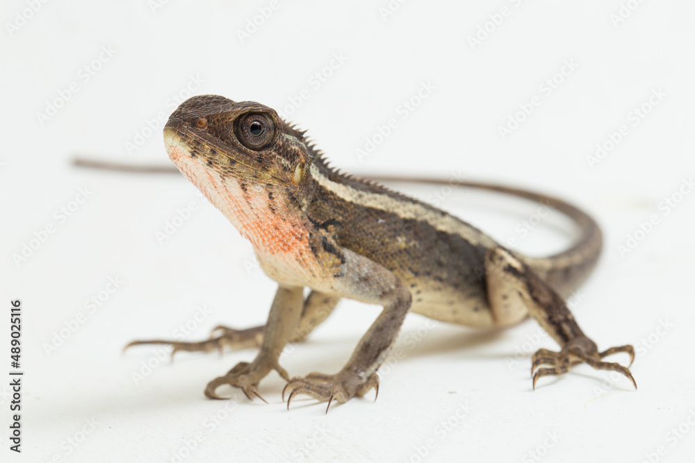 Obraz premium The oriental garden lizard Calotes versicolor isolated on white background 