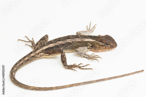 The oriental garden lizard Calotes versicolor isolated on white background 