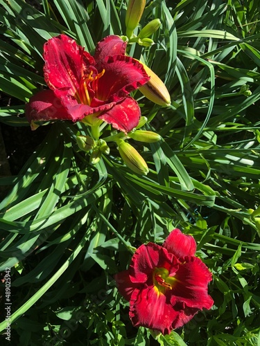 Flowers and Daylilies