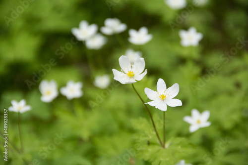春の野山の白い花 ニリンソウ