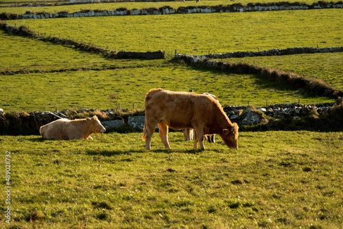 Brown cow grazing grass in a field. Agriculture and farming industry. Warm sunny day. Irish nature background with green fields and stone fences. photo