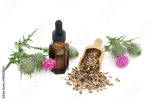 Milk thistle herb plant, seeds and oil used in natural herbal plant medicine for liver and gall bladder disorders, is a dietary supplement for hepatitis, cirrhosis, jaundice, indigestion, diabetes.  photo